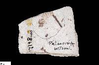 Palaeovespa wilsoni image