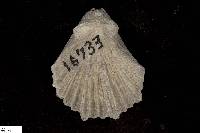 Pecten phoeniciensis image