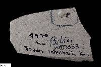 Bibiodes intermedia image