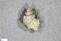 Pyrgulifera humerosa image