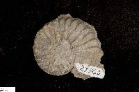 Neogastroplites americanus image