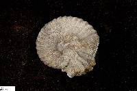 Neogastroplites americanus image