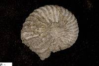 Neogastroplites americanus image