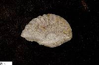 Neogastroplites americanus image