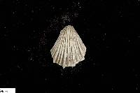 Pecten phoeniciensis image