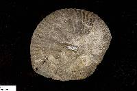 Scaphites ventricosus image